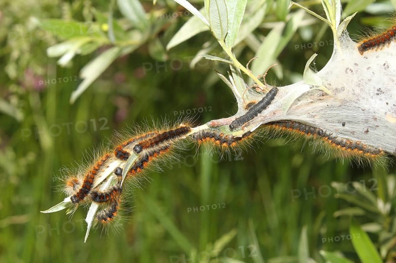 Moth small eggar