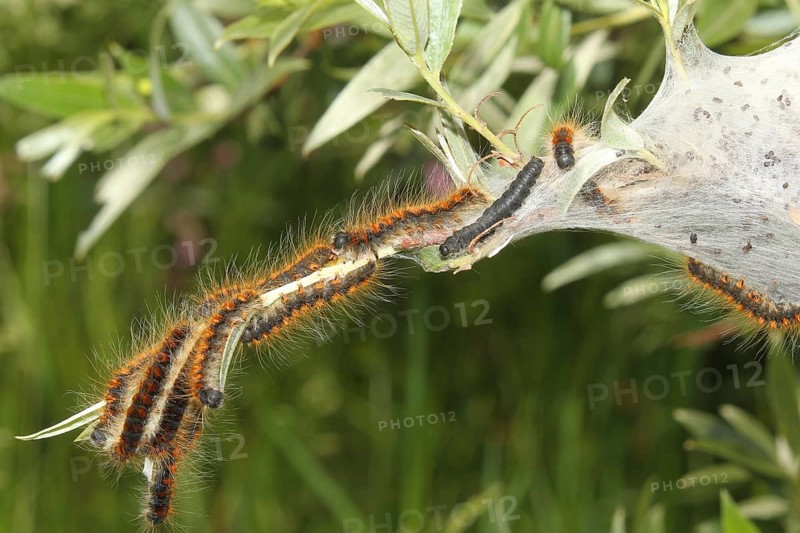 Moth small eggar
