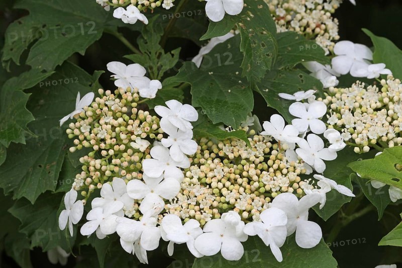 Guelder rose