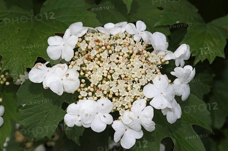 Guelder rose