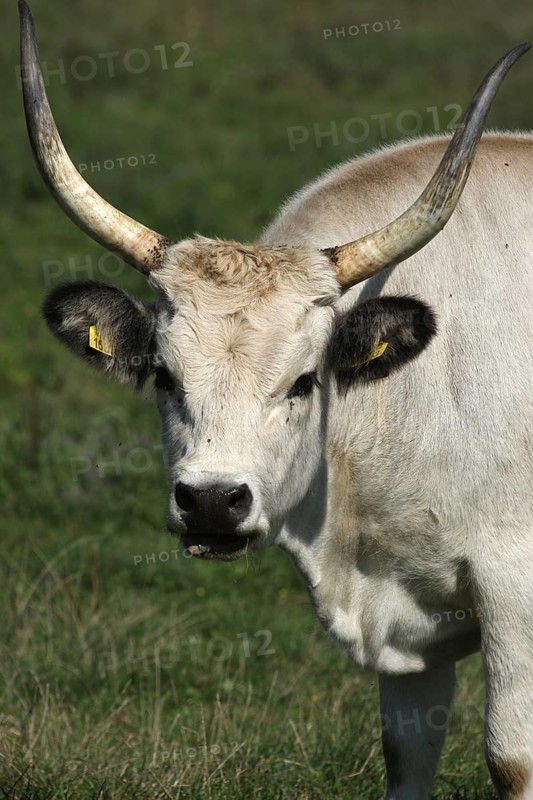 Hungarian domestic cattle