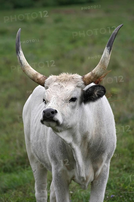 Hungarian domestic cattle