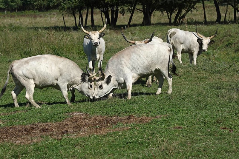 Hungarian domestic cattle