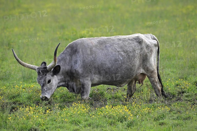 Hungarian domestic cattle