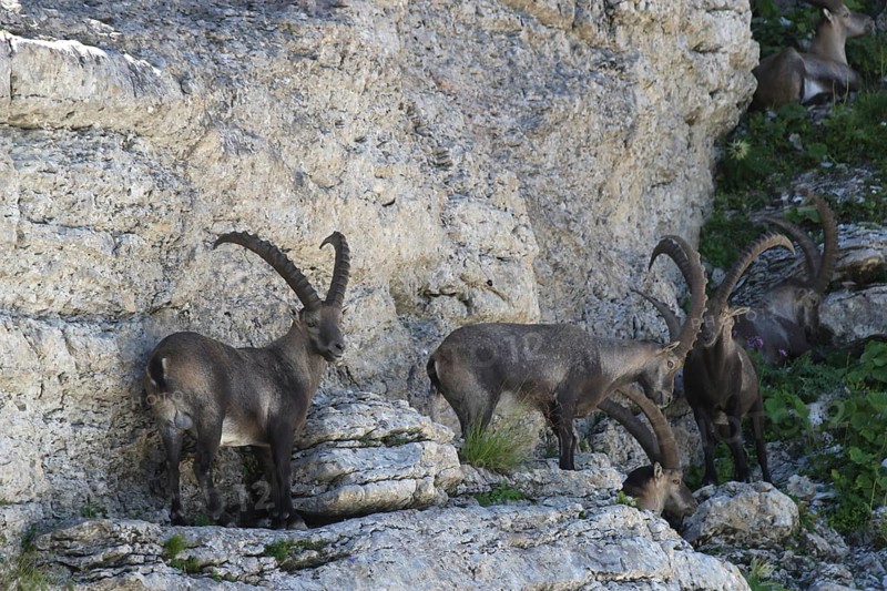Alpine ibex