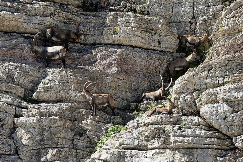 Alpine ibex