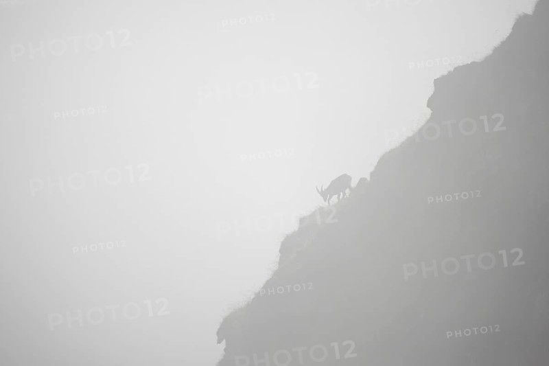 Alpine ibex
