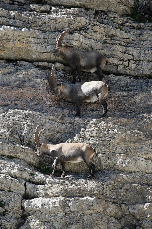 Alpine ibex