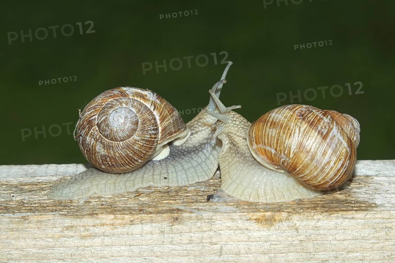 Burgundy snail