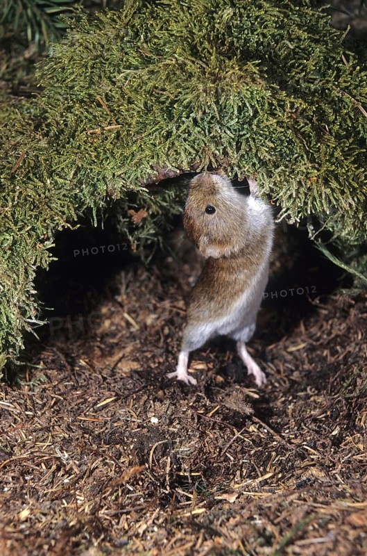 Red-backed vole