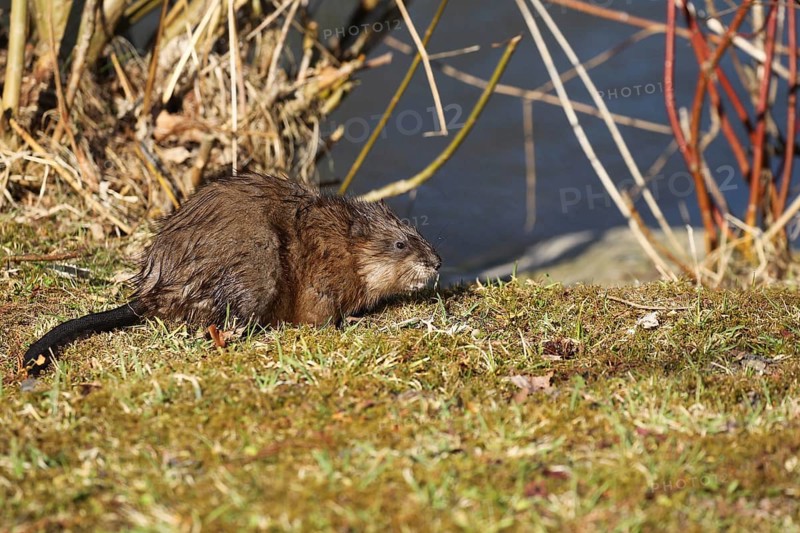 Muskrat