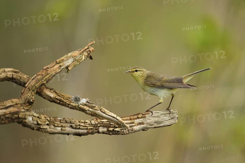 Wood Warbler