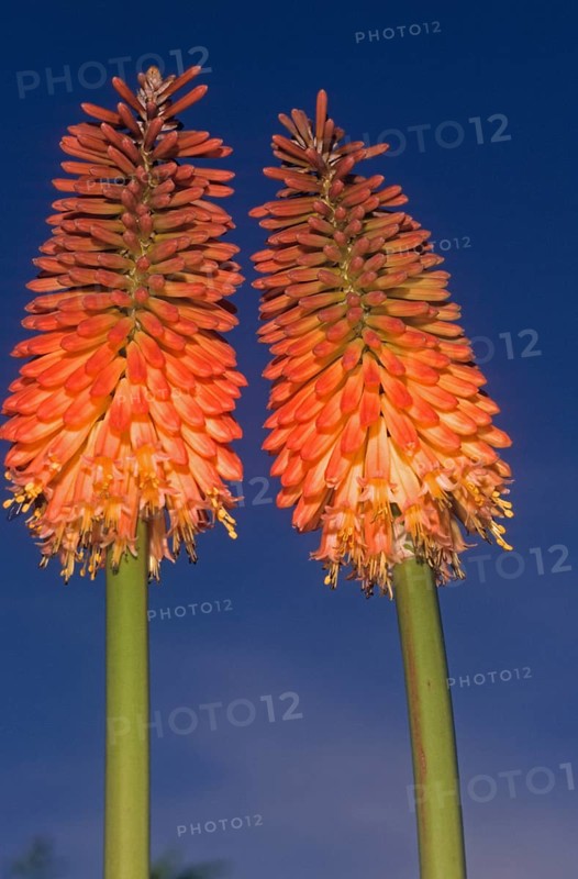 Torch lily also kniphofias