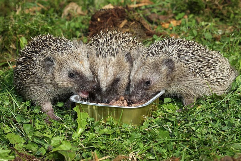 Brown-chested hedgehog