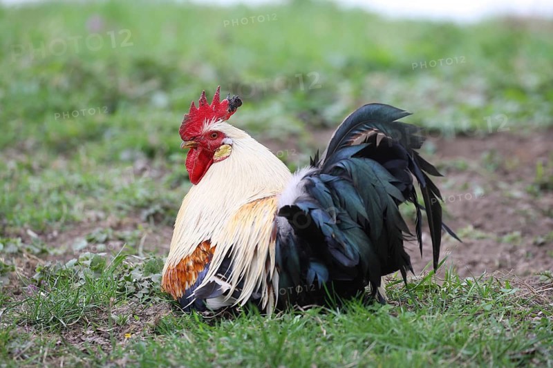 Domestic fowl