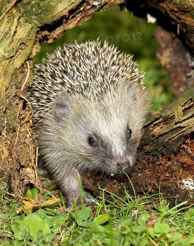 Brown-chested hedgehog