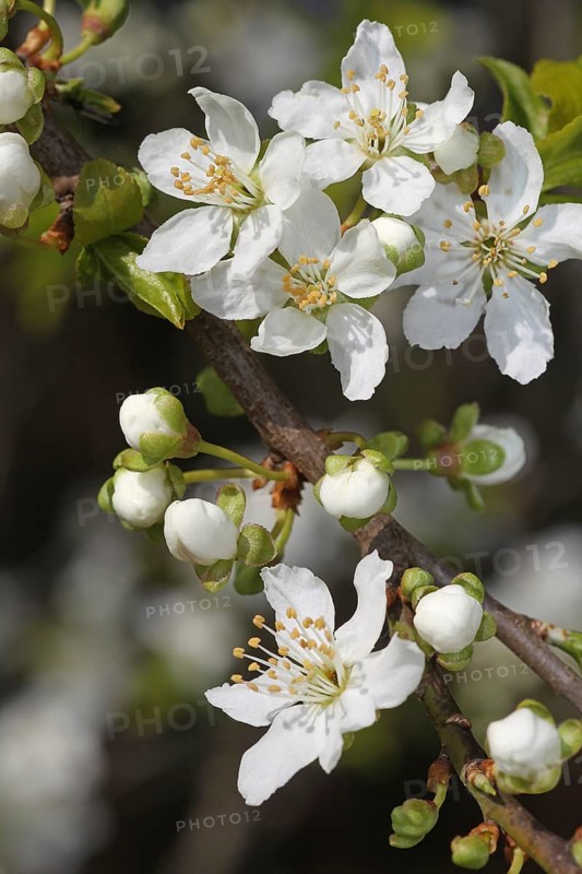 Wild cherry
