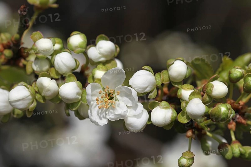 Wild cherry