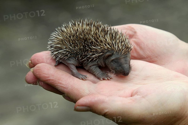 European hedgehog