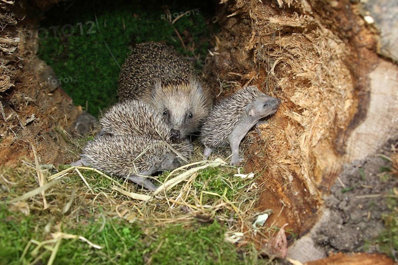 European hedgehog