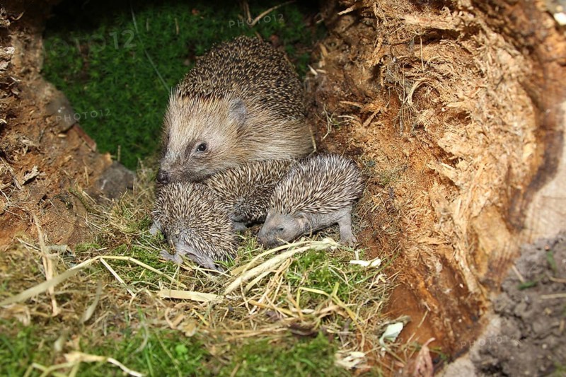 European hedgehog