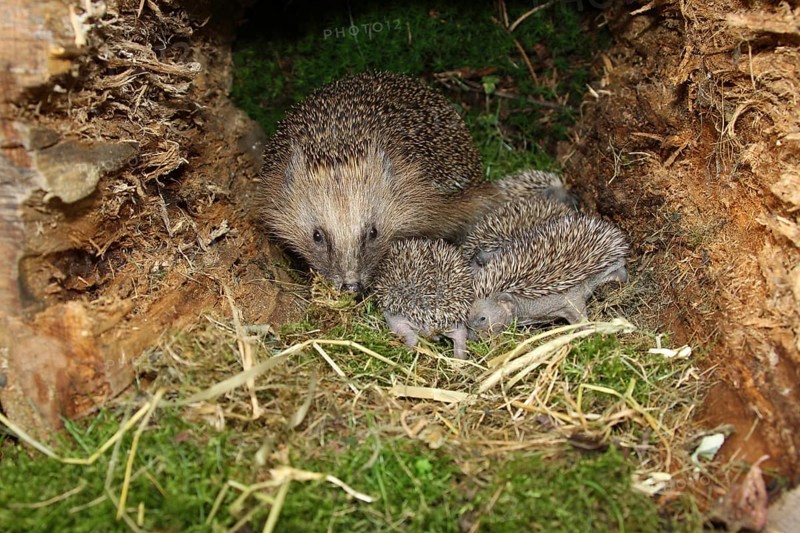 European hedgehog