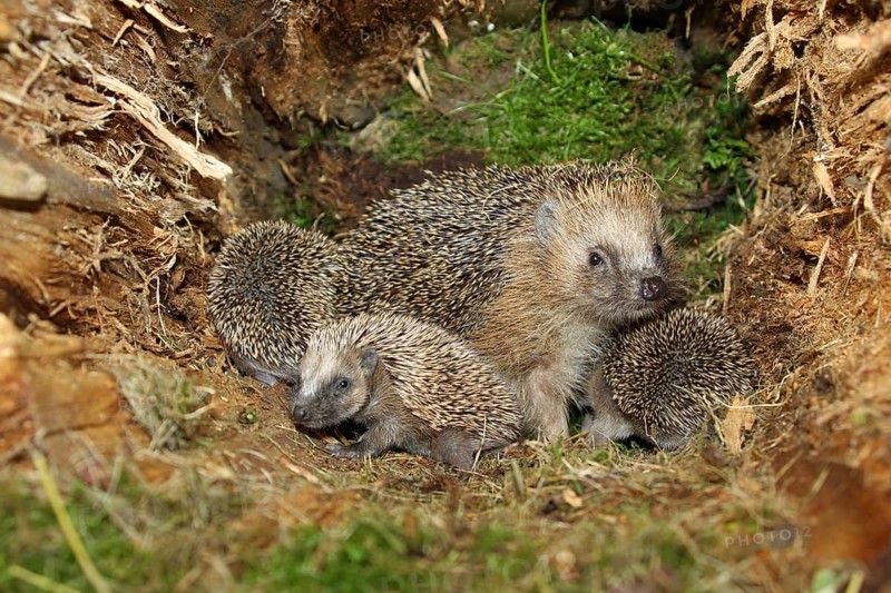 European hedgehog
