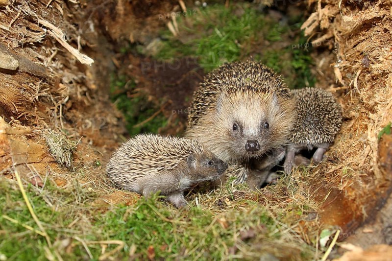 European hedgehog