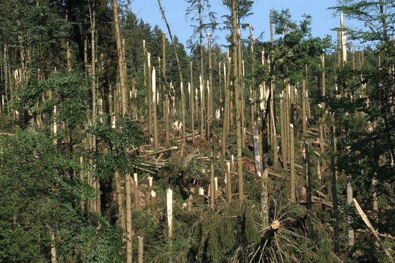 Windstorm destroys part of a spruce forest
