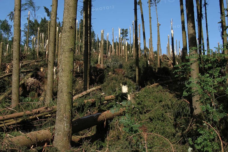 Windstorm destroys part of a spruce forest