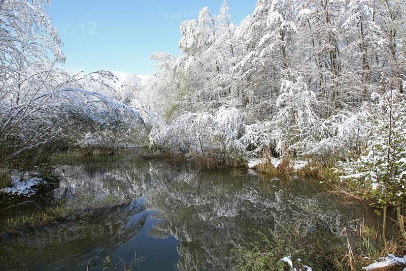Snow-covered trees at the end of April at the lake