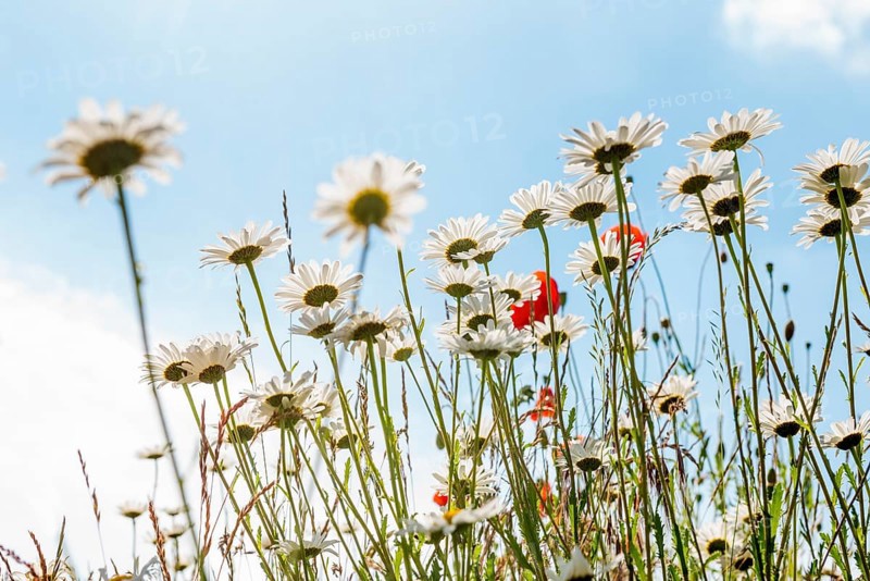Ox-eye daisy