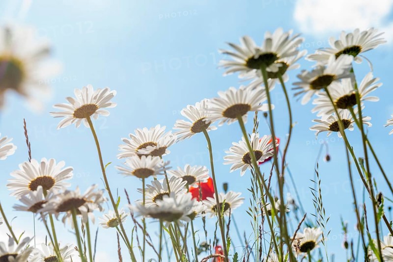 Ox-eye daisy