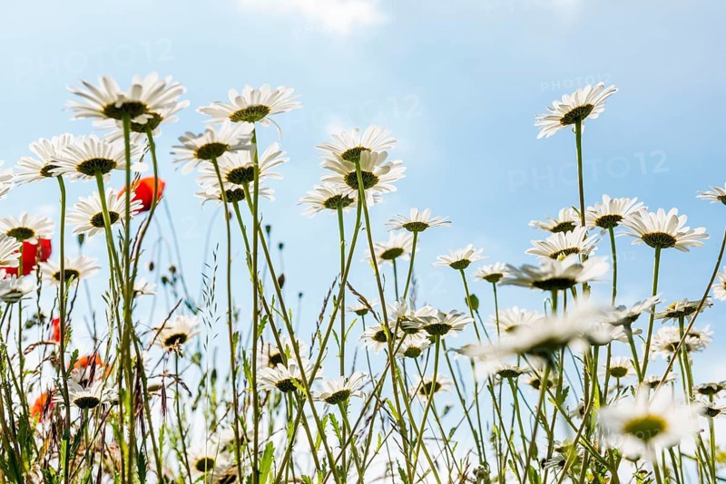 Ox-eye daisy