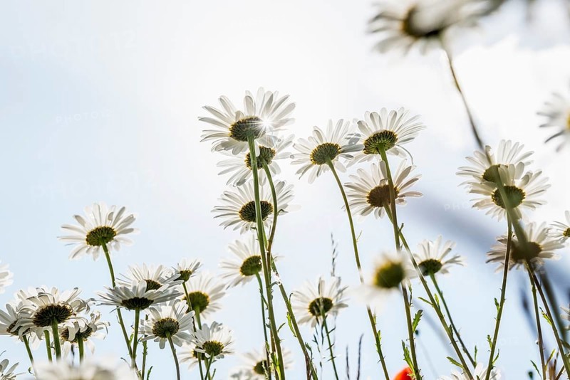 Ox-eye daisy