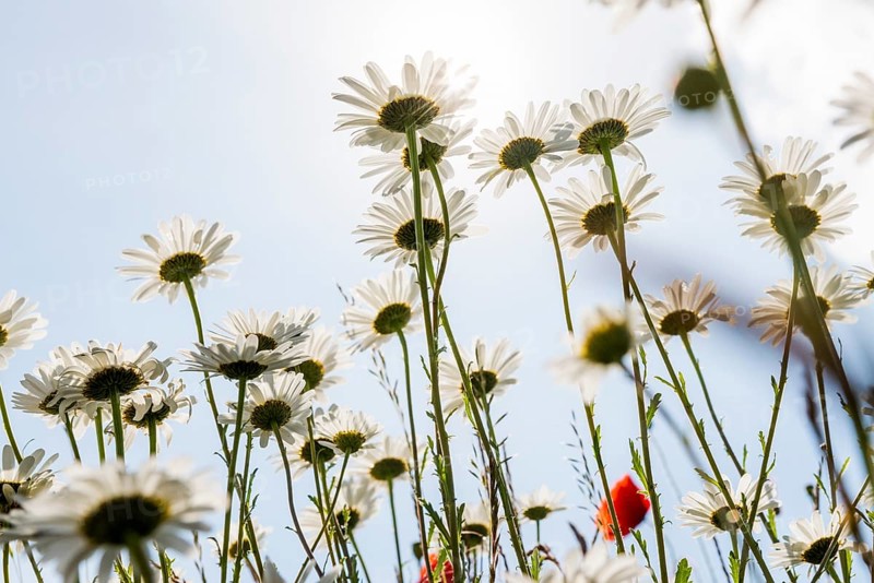Ox-eye daisy
