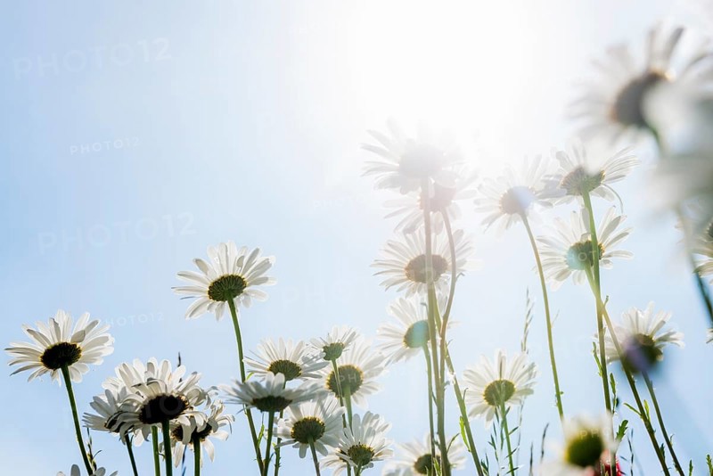 Ox-eye daisy