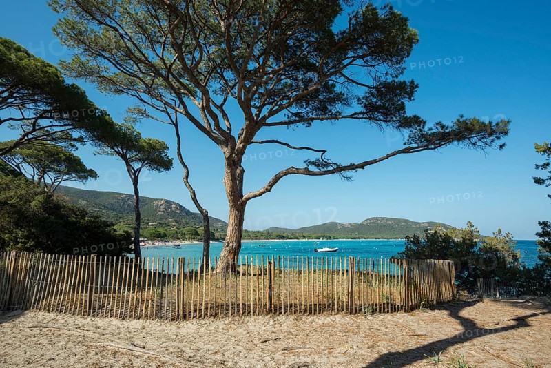 Beach and pines