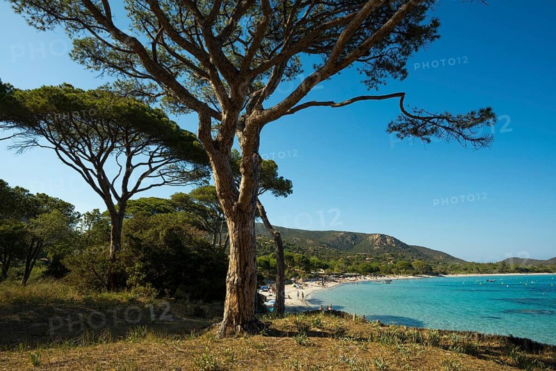Beach and pines