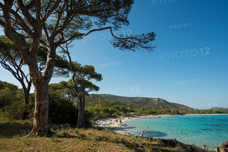 Beach and pines