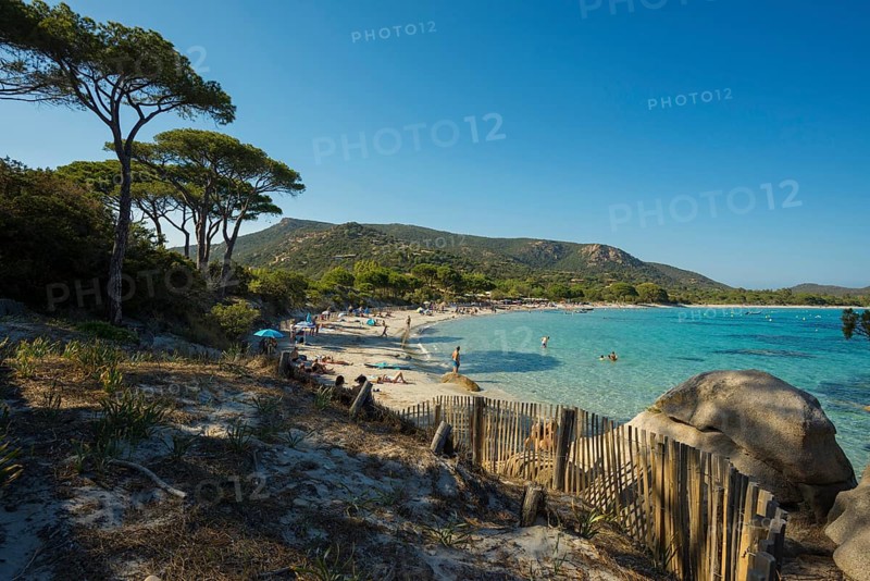 Beach and pines
