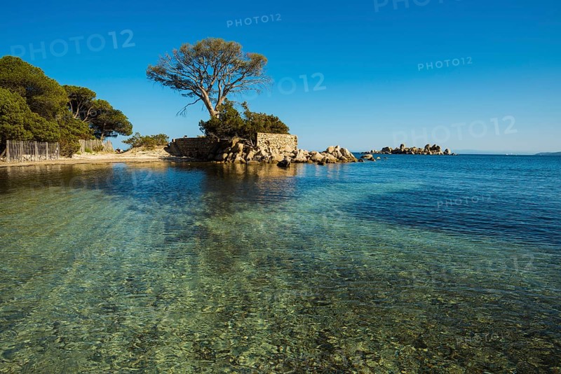 Beach and pines