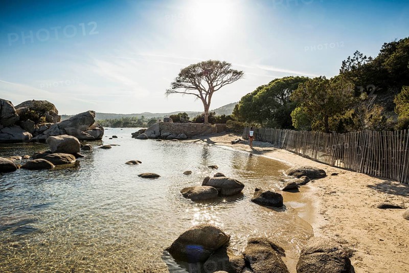 Beach and pines