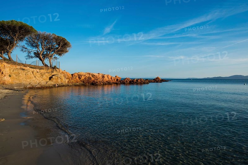 Beach and pines