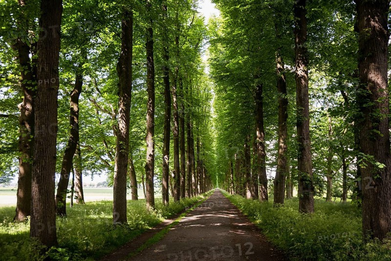 Lindenallee