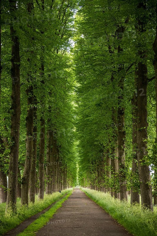 Lindenallee