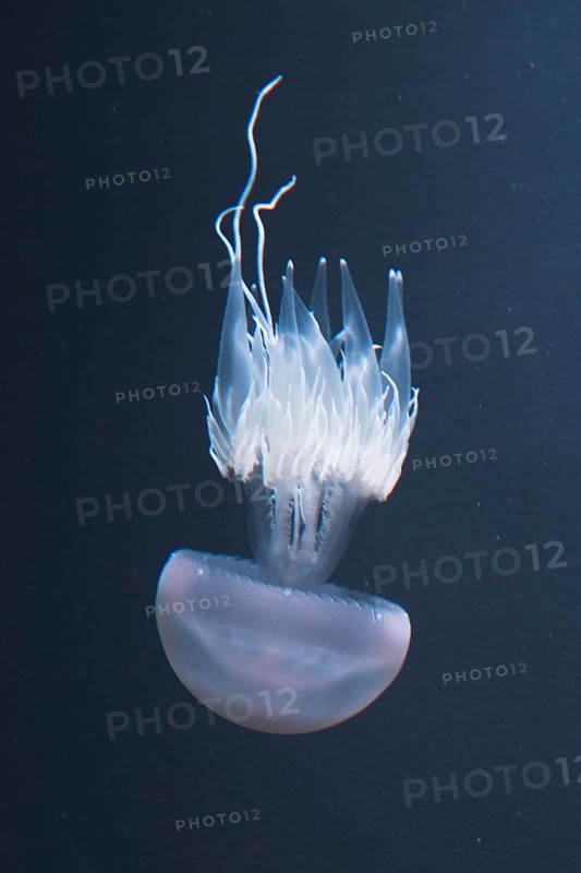 Jellyfish
