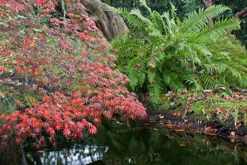 Japanese fan maple