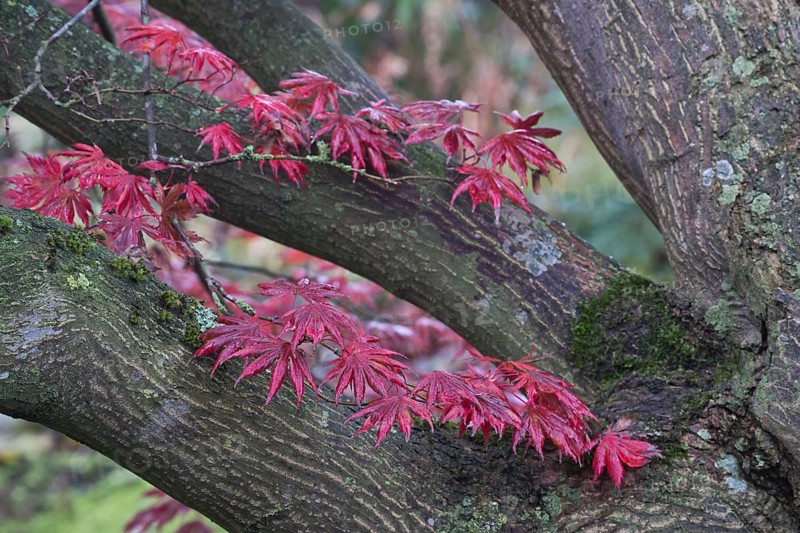 Japanese fan maple
