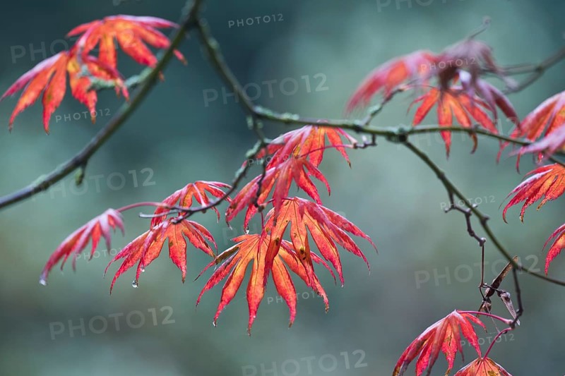 Japanese fan maple